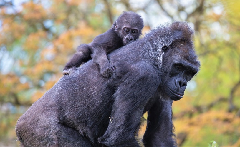 Baby gorilla Hasani on the back of surrogate mum Kera at Bristol Zoo Gardens